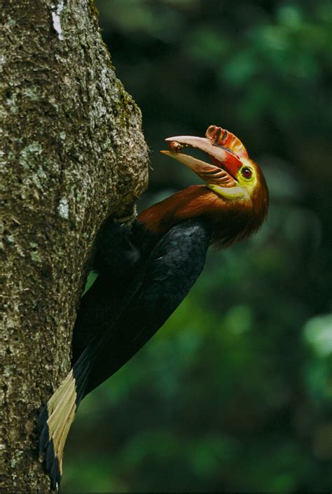 How We Photographed the Elusive Helmeted Hornbill | National Geographic
