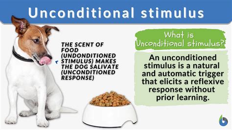 Unconditioned stimulus - Definition and Examples - Biology Online ...