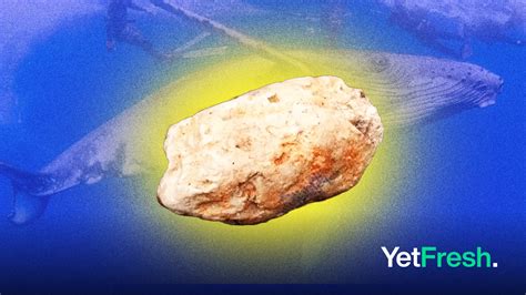 Whale Vomit Worth Tk 21 Crore Recovered by BGB in Teknaf - Yet Fresh