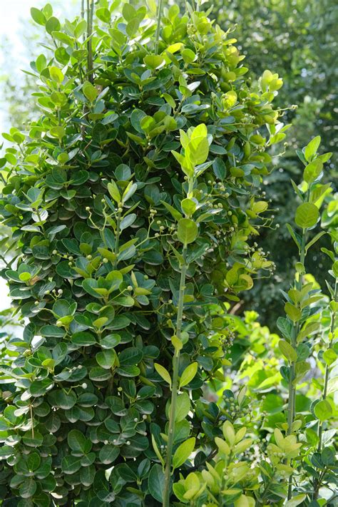 大叶黄杨怎么扦插繁殖？大叶黄杨的种植方法-种植技术-中国花木网