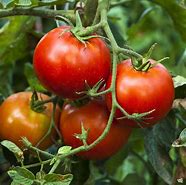 Image result for Better Boy Tomato Care
