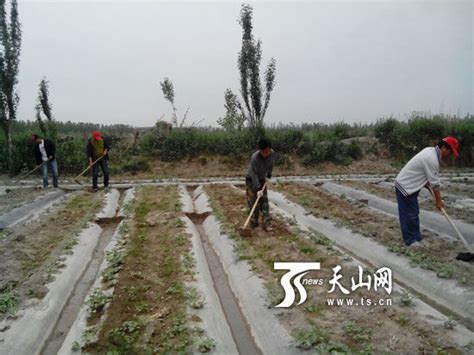 博湖县住村干部下田与农民同劳动 拉近干群距离_新浪新闻