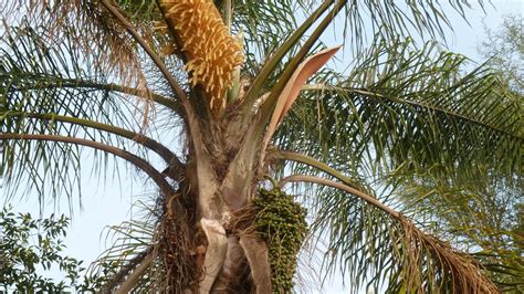 Queen Palm Care