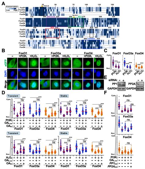 Defining the Protein Phosphatase 2A (PP2A) Subcomplexes That Regulate ...