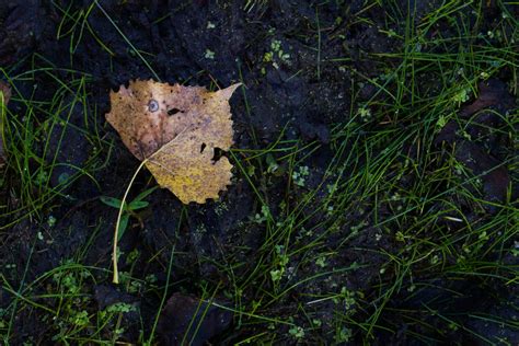 Nikon Program Mode 的图像结果