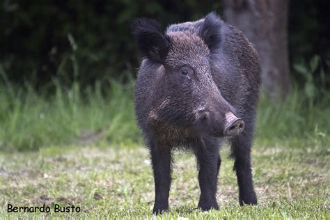 Asp.net Core Checkbox Example 的图像结果