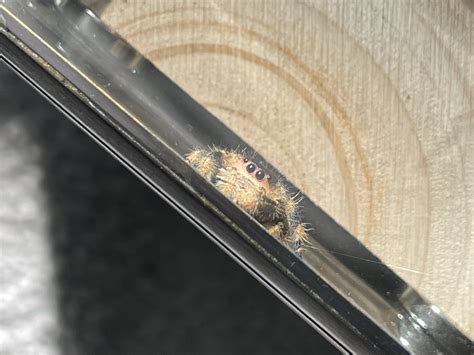 Jumping spider life expectancy : r/jumpingspiders