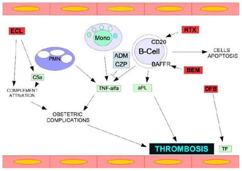 Catastrophic Antiphospholipid Syndrome: A Review