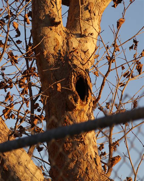 Brooding Pen 的图像结果