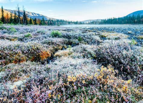 Arctic Tundra Shrubs