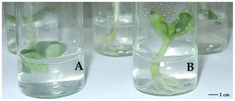 Application of Biotechnology for Sunflower Inbred Line Development ...