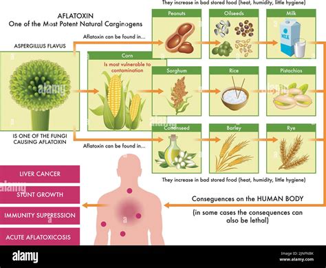 Aflatoxin hi-res stock photography and images - Alamy