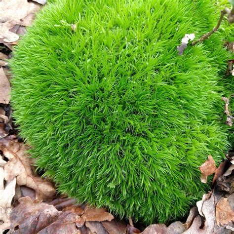 The Science Of Bryum Moss | Habitat, Distribution, Characteristics & More