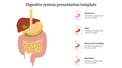 Image result for Digestive System Template