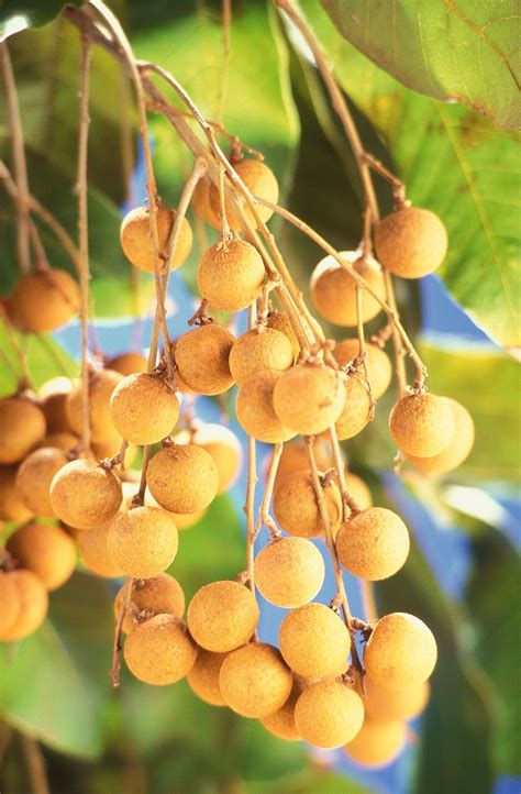 Longan | Description, Fruit, & Facts | Britannica