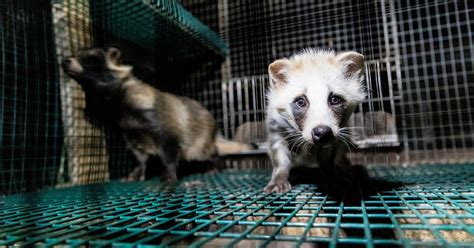 Record Numbers of EU Citizens Call on European Commission to End Fur ...