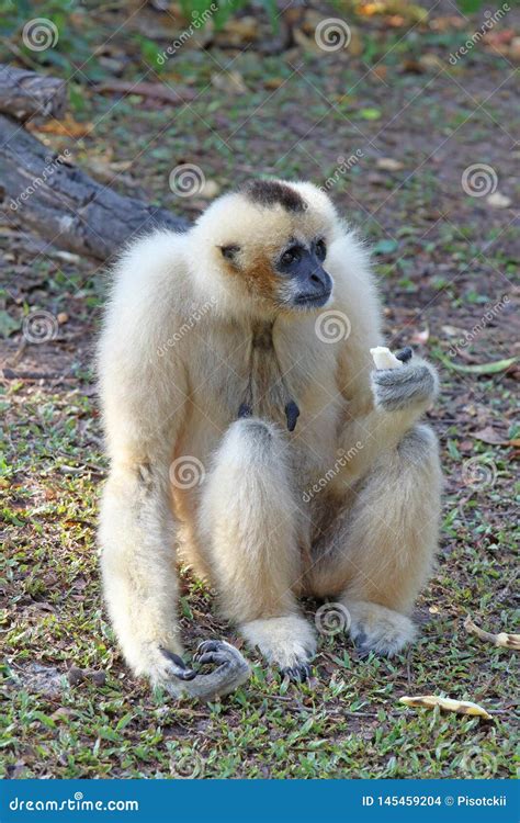 Nomascus Concolor. Female White-cheeked Gibbon Holding a Banana Stock ...