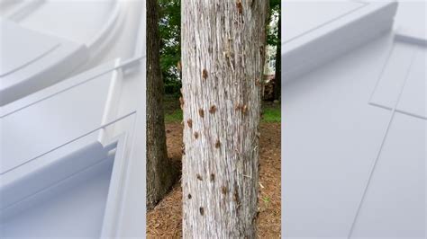 Watch: Cicadas appear on trees in parts of US | FOX 2 Detroit
