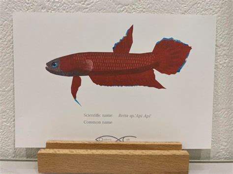Betta sp.'Api Api' Drawing Postcard | Osakanacraft