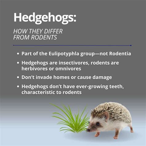 Are Hedgehogs Rodents? Here's What Sets Them Apart - Honor Services