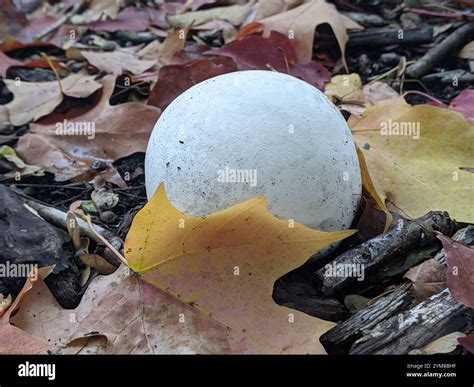 giant puffball (Calvatia gigantea Stock Photo - Alamy