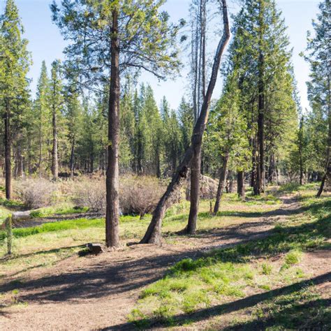 Deschutes River Woods, Bend | Everything You Need to Know
