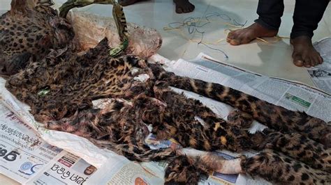 Odisha: Are Some Poachers Turning Leopard-Eaters in Nuapada District ...
