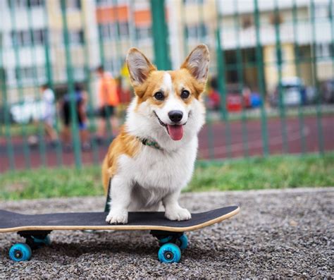 Impulse Control Exercises for Dogs 的图像结果