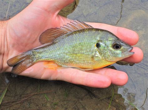Redear Sunfish