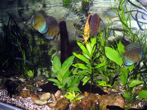 Image result for Discus Tropical Fish