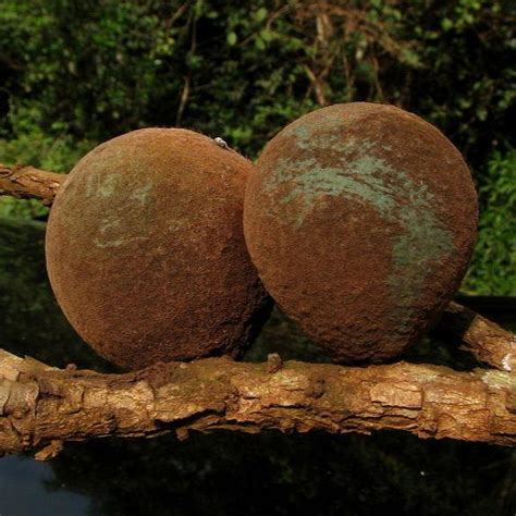 Guapeva Fruit Plant ( Pouteria Venosa ) – veliyathgardens