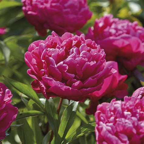 Buy affordable Karl Rosenfield Peony - Arbor Day Foundation