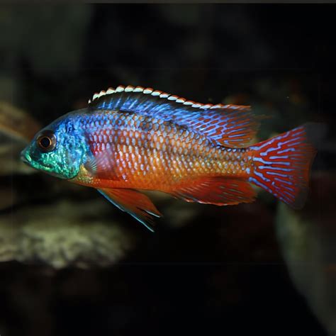 Live Fish Malawi Haps Cichlid Red Empress (Size 2 Inches) | Single ...