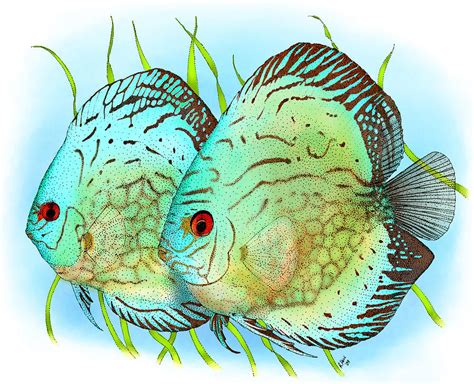 Image result for Blue Discus Fish