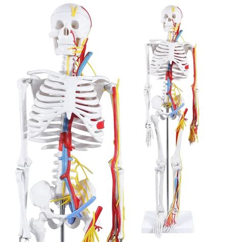 Human Skeleton Model With Nerves & Blood Vessels (85CM Tall) – HomoSapiens