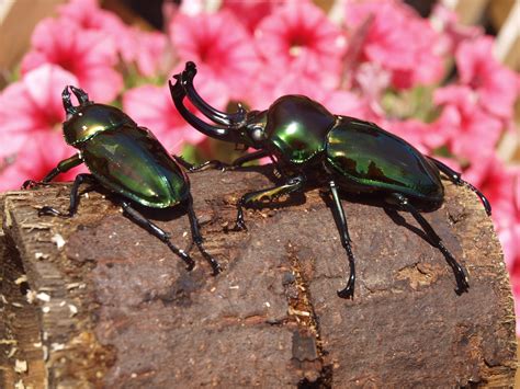 Rainbow Stag Beetles - Brown's Beetles