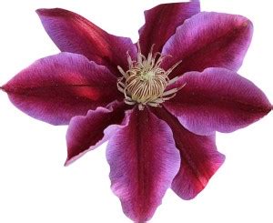 Futaba Futaba Clematis Courtoisii Flower Seeds-Pink-100Pcs Seed Price ...