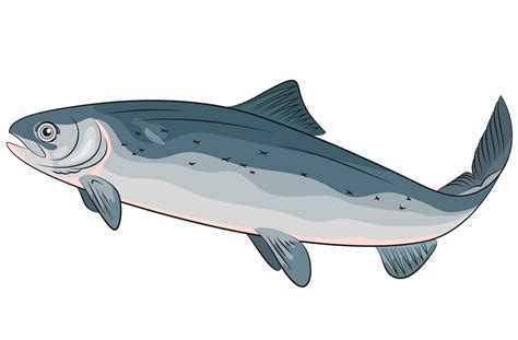 Free Salmon Cliparts, Download Free Salmon Cliparts png images, Free ...