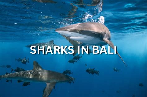 Are There Any Sharks In Bali