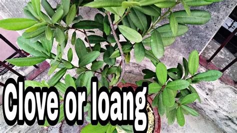 Creative Farmer Live Plant Gardenlive Clove Syzygium Aromaticum Labongo ...