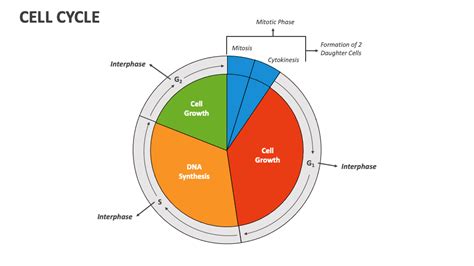 Image result for Cell Cycle Animation