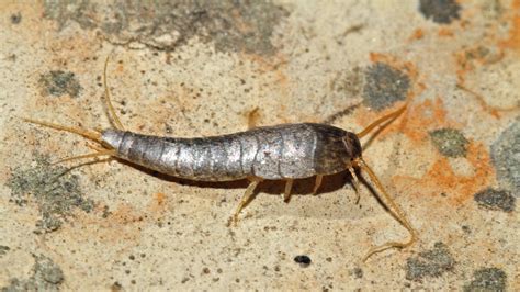 Silverfish in the bathroom and kitchen: how to get rid of them ...