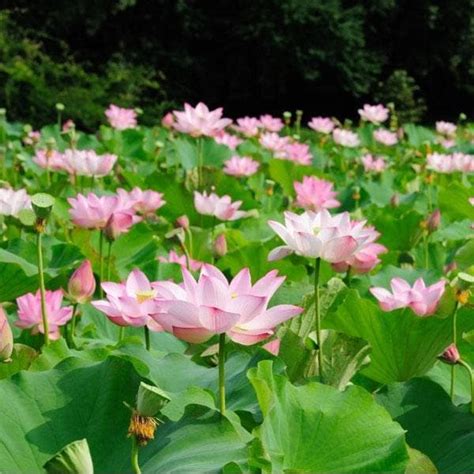Buy Water Lily (Any Color) - Plant online from Nurserylive at lowest price.