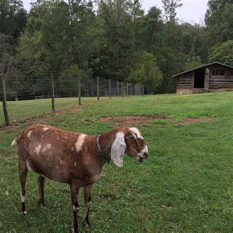 GOAT LADY DAIRY (2026) All You Need to Know BEFORE You Go (with Photos ...