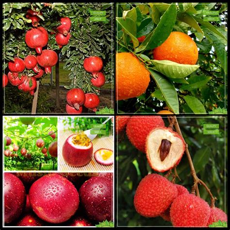 Creative Farmer Plants Seeds Combo Fruit : Pomagranate Dwarf, Orange ...