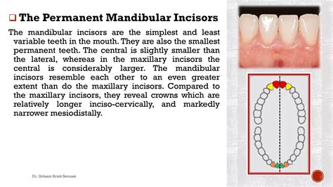 The mandibular incisors | PDF
