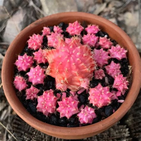 Moon Cactus: The Vibrant Mutant Cactus