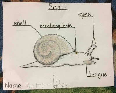 Image result for Snails Learning