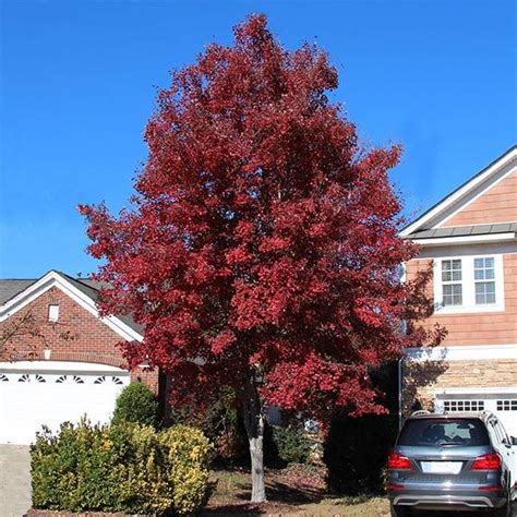 Red Maple Fast Growing 的图像结果