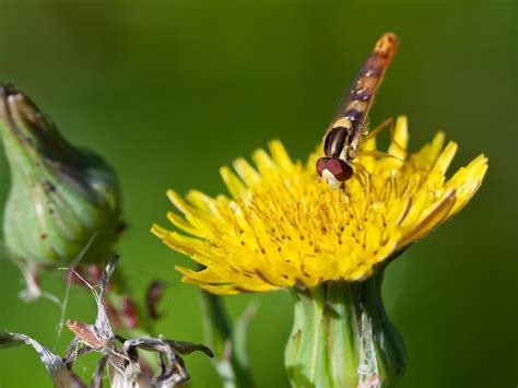 Hoverfly on yellow flower close up | Premium Photo